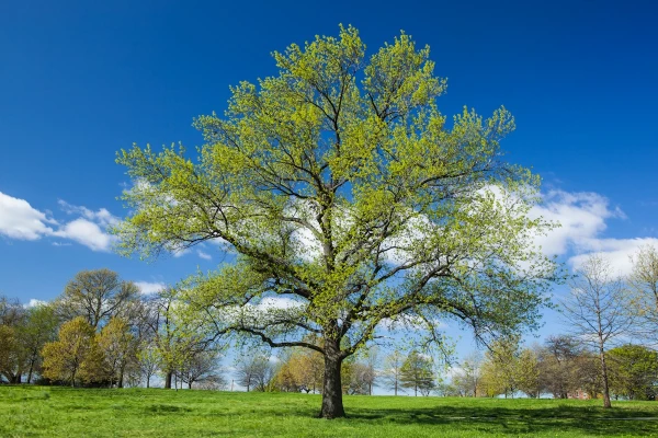 یا مقلب القلوب و الابصار یا مدبرالیل و النهار
یا محول الحول و الاحوال حول حالنا الی احسن الحال 2