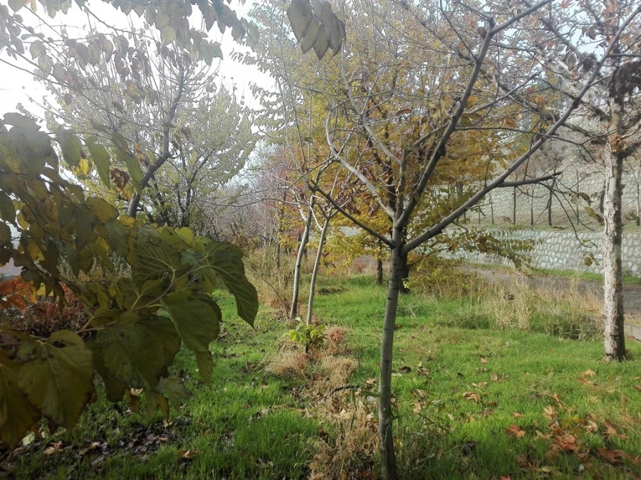 پاییز زیبا در پردیس شهید چمران 2