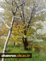 پاییز زیبا در پردیس شهید چمران 3