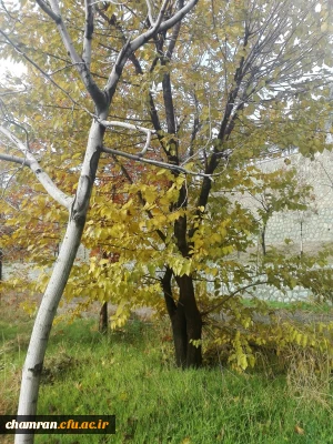 چشم انداز پاییز در پردیس شهید چمران