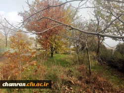 پاییز زیبا در پردیس شهید چمران 6