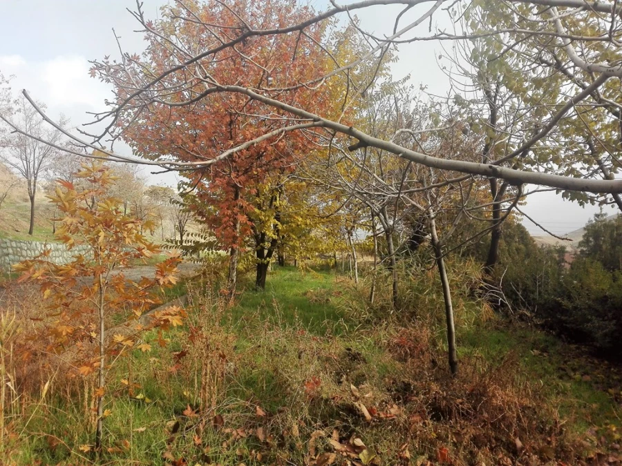 پاییز زیبا در پردیس شهید چمران 6