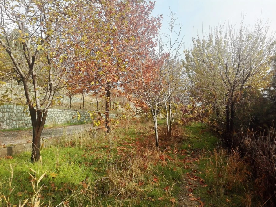 پاییز زیبا در پردیس شهید چمران 7