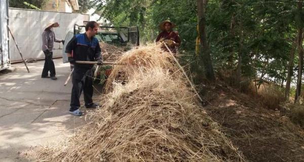 کوشش جمعی برای بهسازی فضای سبز پردیس شهید چمران 2