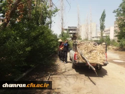 کوشش جمعی برای بهسازی فضای سبز پردیس شهید چمران 6