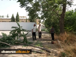 کوشش جمعی برای بهسازی فضای سبز پردیس شهید چمران 11