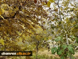 چشم انداز پاییز در فضای سبز پردیس شهید چمران 2