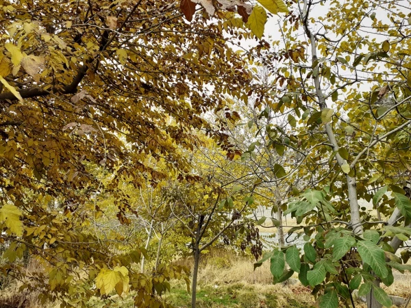 چشم انداز پاییز در فضای سبز پردیس شهید چمران 2