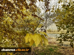 چشم انداز پاییز در فضای سبز پردیس شهید چمران 3