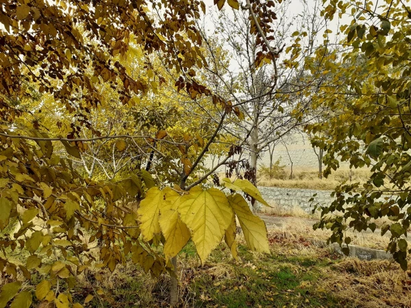 چشم انداز پاییز در فضای سبز پردیس شهید چمران 3