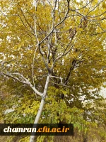 چشم انداز پاییز در فضای سبز پردیس شهید چمران 4