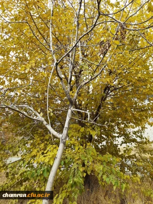 چشم انداز پاییز در فضای سبز پردیس شهید چمران