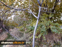 چشم انداز پاییز در فضای سبز پردیس شهید چمران 5