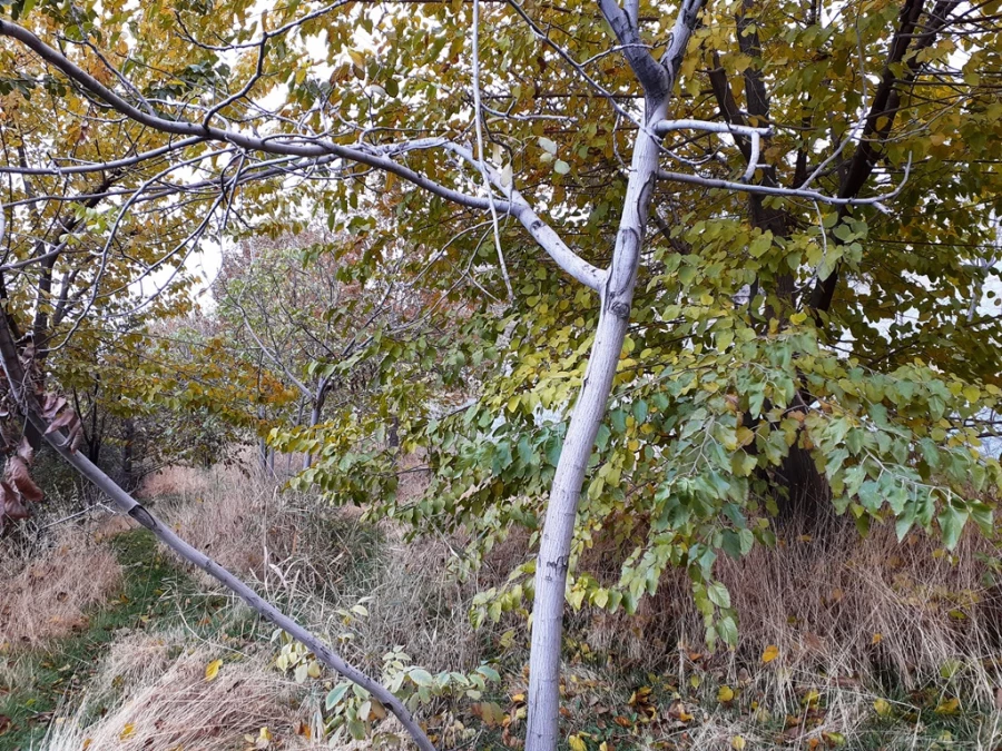 چشم انداز پاییز در فضای سبز پردیس شهید چمران 5