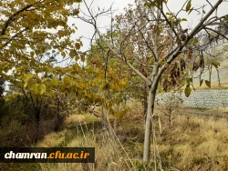 چشم انداز پاییز در فضای سبز پردیس شهید چمران 6