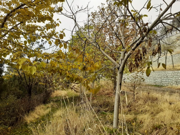 چشم انداز پاییز در فضای سبز پردیس شهید چمران 6