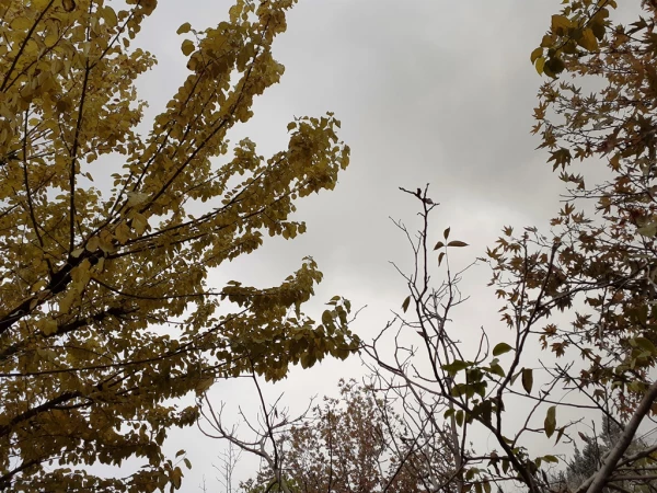 چشم انداز پاییز در فضای سبز پردیس شهید چمران 7