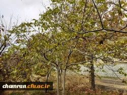 چشم انداز پاییز در فضای سبز پردیس شهید چمران 8