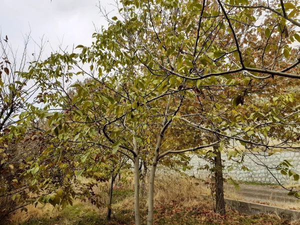 چشم انداز پاییز در فضای سبز پردیس شهید چمران 8