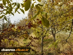 چشم انداز پاییز در فضای سبز پردیس شهید چمران 9