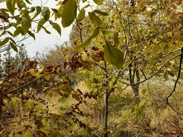 چشم انداز پاییز در فضای سبز پردیس شهید چمران 9