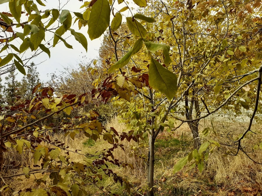 چشم انداز پاییز در فضای سبز پردیس شهید چمران 9