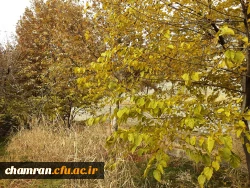 چشم انداز پاییز در فضای سبز پردیس شهید چمران 10