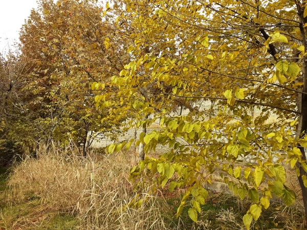 چشم انداز پاییز در فضای سبز پردیس شهید چمران 10