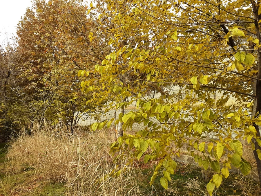 چشم انداز پاییز در فضای سبز پردیس شهید چمران 10