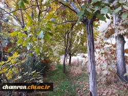 چشم انداز پاییز در فضای سبز پردیس شهید چمران 11