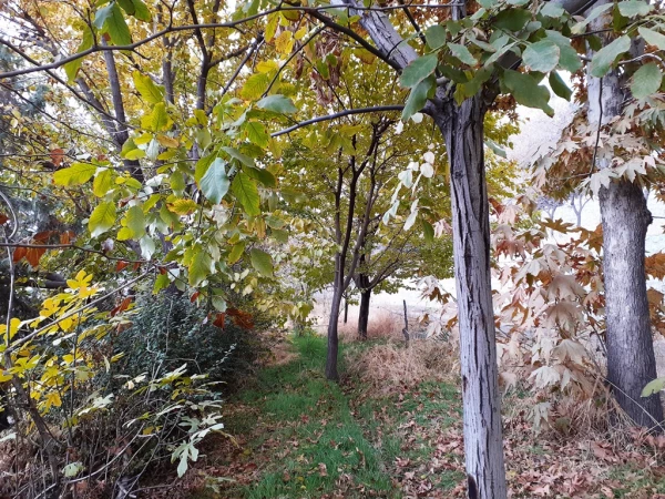 چشم انداز پاییز در فضای سبز پردیس شهید چمران 11