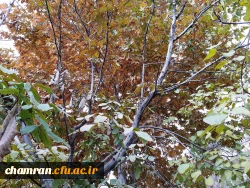 چشم انداز پاییز در فضای سبز پردیس شهید چمران 12