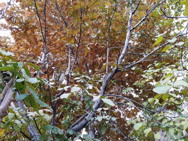 چشم انداز پاییز در فضای سبز پردیس شهید چمران 12