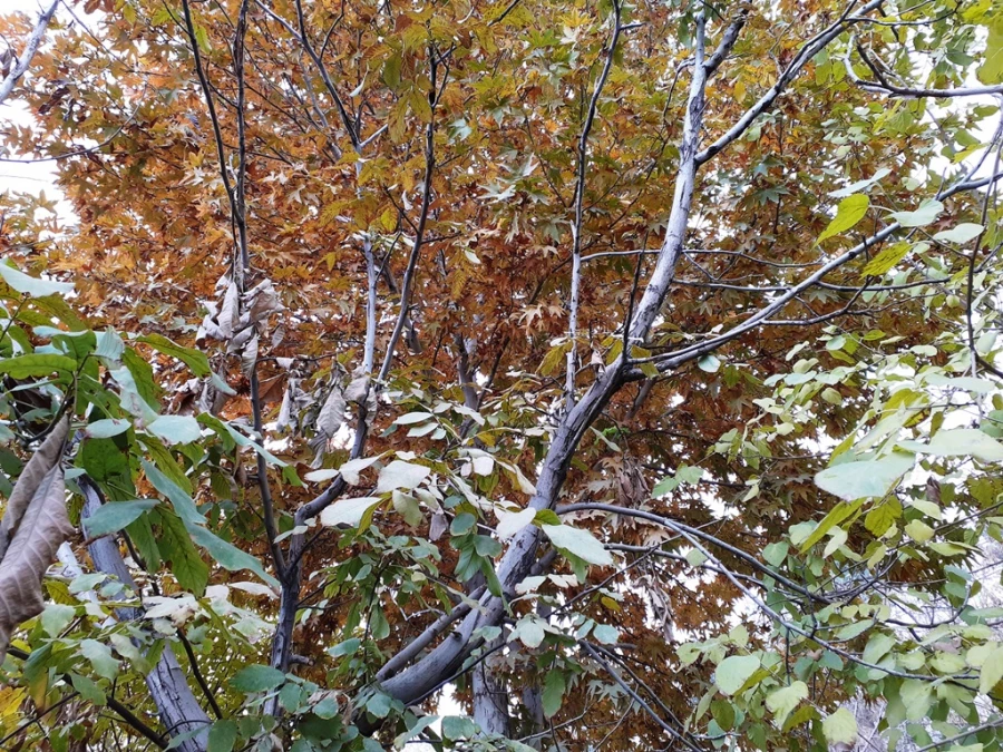 چشم انداز پاییز در فضای سبز پردیس شهید چمران 12