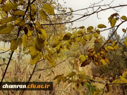 چشم انداز پاییز در فضای سبز پردیس شهید چمران 13