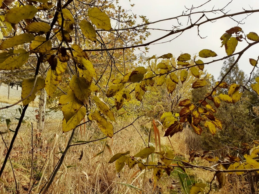 چشم انداز پاییز در فضای سبز پردیس شهید چمران 13
