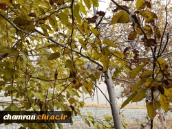 چشم انداز پاییز در فضای سبز پردیس شهید چمران 14