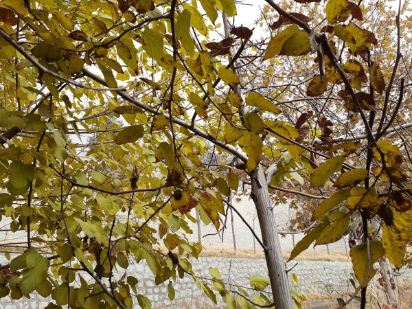 چشم انداز پاییز در فضای سبز پردیس شهید چمران 14