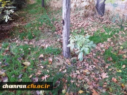 چشم انداز پاییز در فضای سبز پردیس شهید چمران 15