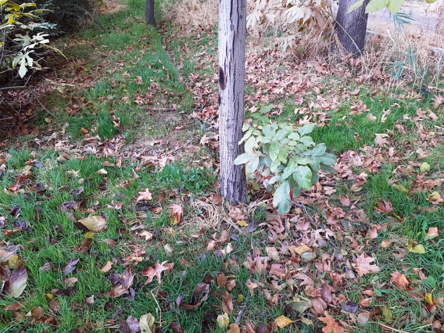 چشم انداز پاییز در فضای سبز پردیس شهید چمران 15