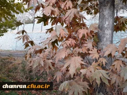 چشم انداز پاییز در فضای سبز پردیس شهید چمران 16