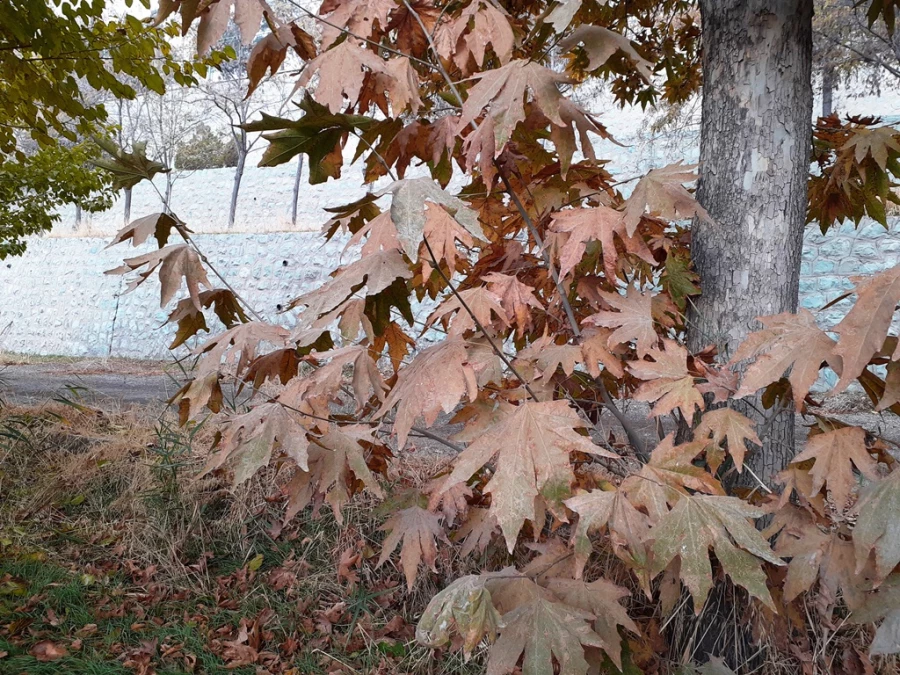چشم انداز پاییز در فضای سبز پردیس شهید چمران 16