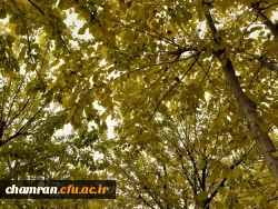 چشم انداز پاییز در فضای سبز پردیس شهید چمران 18