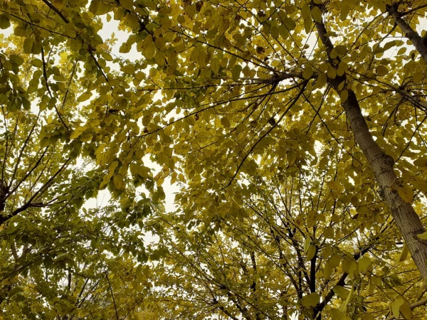 چشم انداز پاییز در فضای سبز پردیس شهید چمران 18