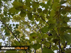 چشم انداز پاییز در فضای سبز پردیس شهید چمران 19