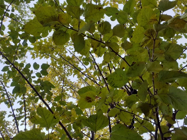 چشم انداز پاییز در فضای سبز پردیس شهید چمران 19