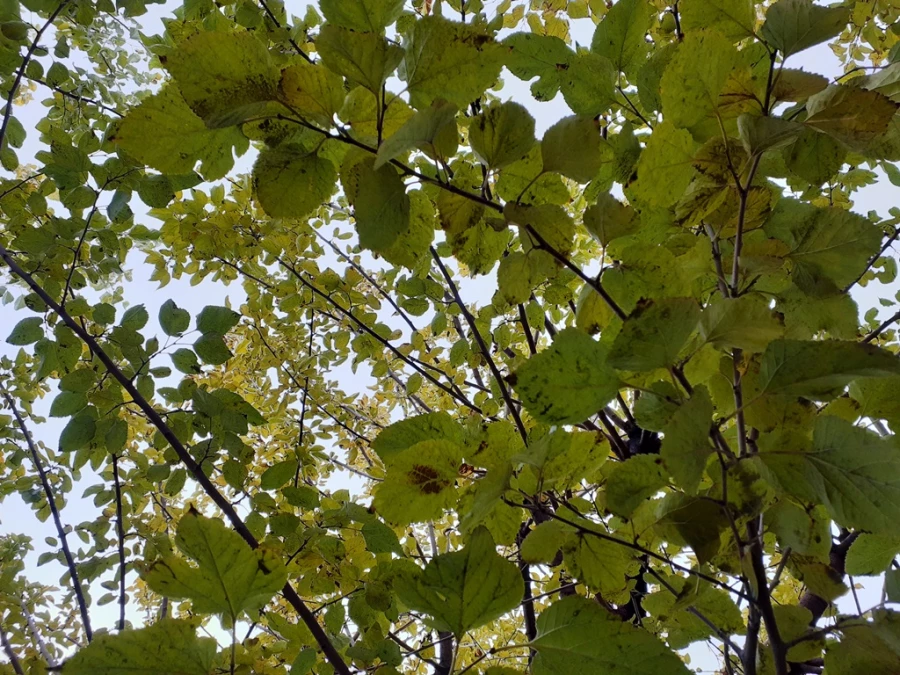 چشم انداز پاییز در فضای سبز پردیس شهید چمران 19