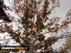 چشم انداز پاییز در فضای سبز پردیس شهید چمران 20