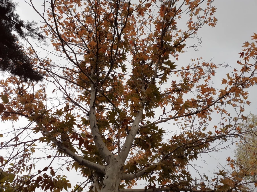 چشم انداز پاییز در فضای سبز پردیس شهید چمران 20