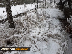 چشم انداز زمستان در پردیس شهید چمران 6